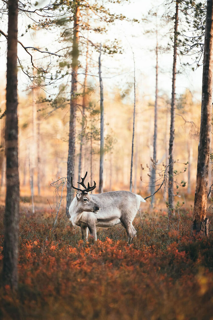 Reindeer standing in autumn forest with golden foliage, showcasing the magic of autumn in the far north wilderness.