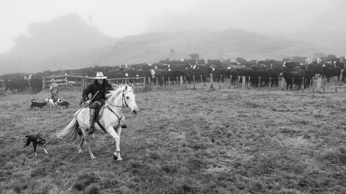 Three dogs sitting on a cart outdoors in soft sunlight, a heartwarming creative pet photo winning pet photography awards.