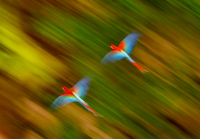 Two vibrant macaw birds in flight showing motion blur against a colorful natural background wildlife photos