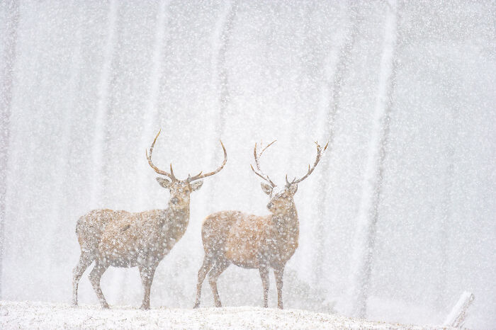 Two deer with large antlers standing in heavy snowfall captured in stunning wildlife photos by award-winning photographer.