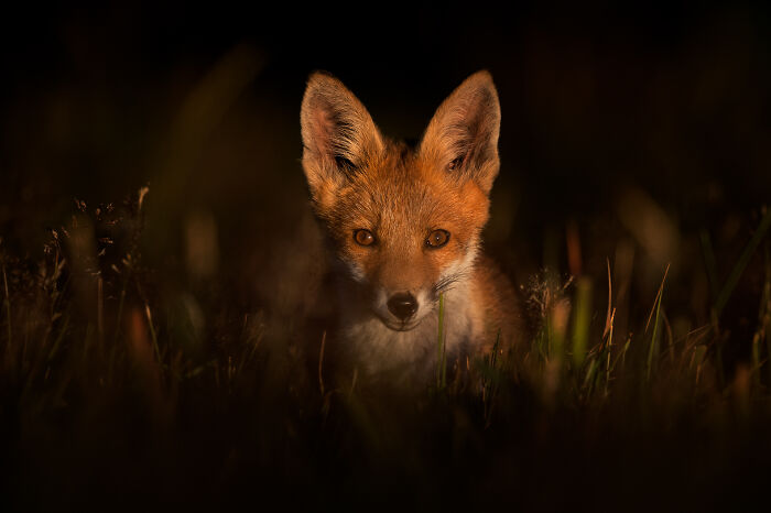 Fox peering through grass at night in a stunning wildlife photo by award-winning photographer Andy Parkinson.