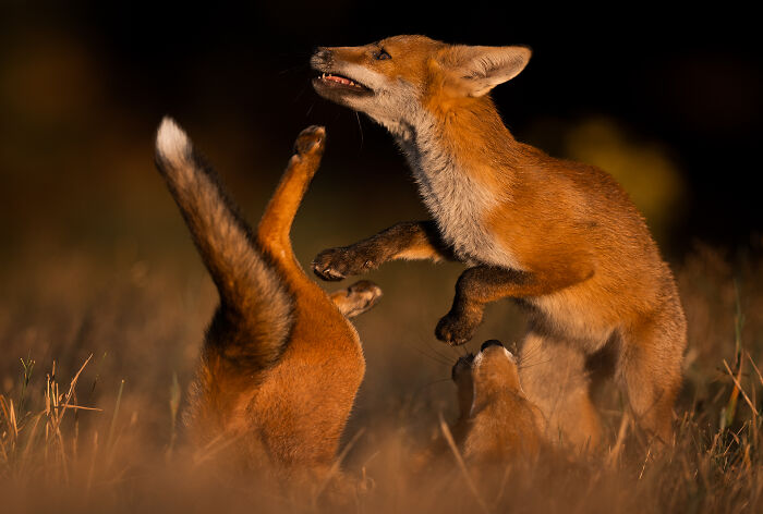 Two young foxes playfully interacting in a natural setting, captured in a stunning wildlife photo by an award-winning photographer.