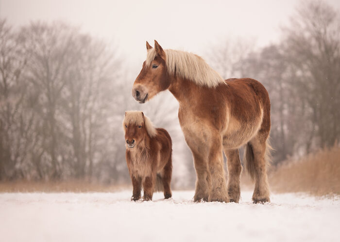 Small brown horse standing in water at sunset, a creative pet photo winning an international pet photography award.
