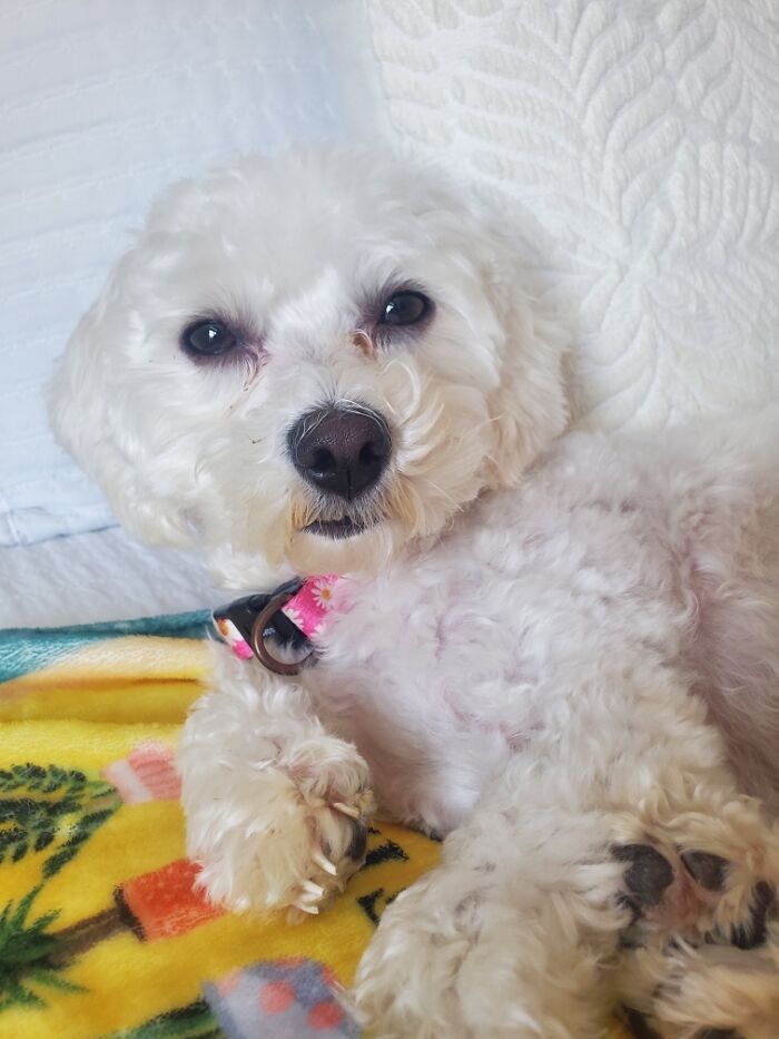 This Is Zulu…she’s Very Upset Over The Loss Of Her Petals!