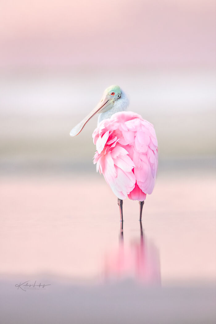Roseate spoonbill standing in shallow water with soft pink feathers, showcasing birds as fine art photography.