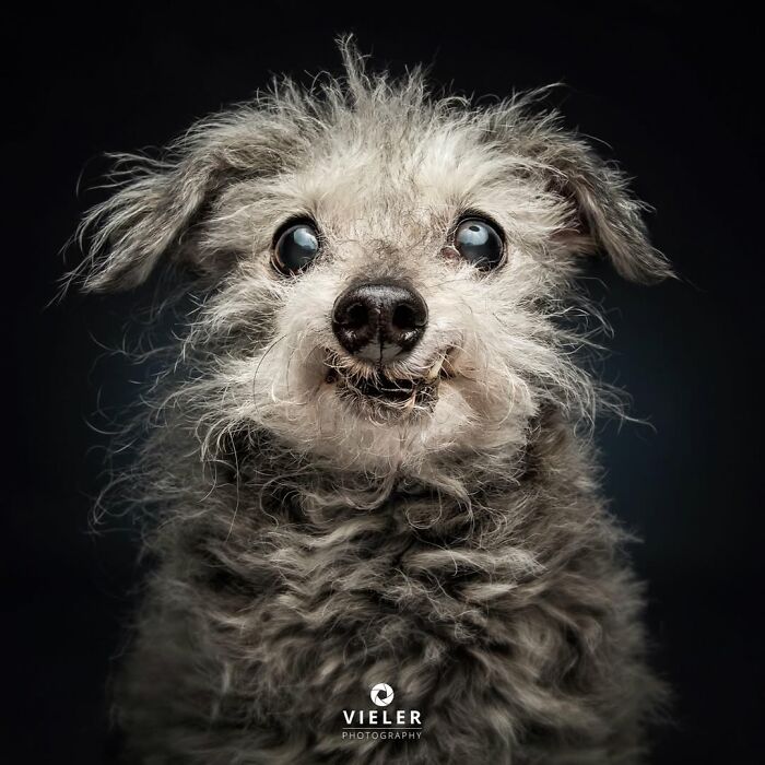 Close-up portrait of a senior dog with curly fur and bright eyes, showcasing touching expressions of aging dogs.