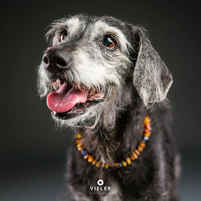 Senior dog with gray fur and bright eyes wearing a colorful beaded collar, captured in a touching portrait by Christian Vieler.