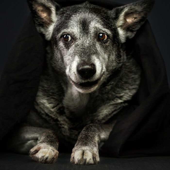 Senior dog with gray fur resting on a dark surface, showcasing the gentle and touching nature of senior dogs.