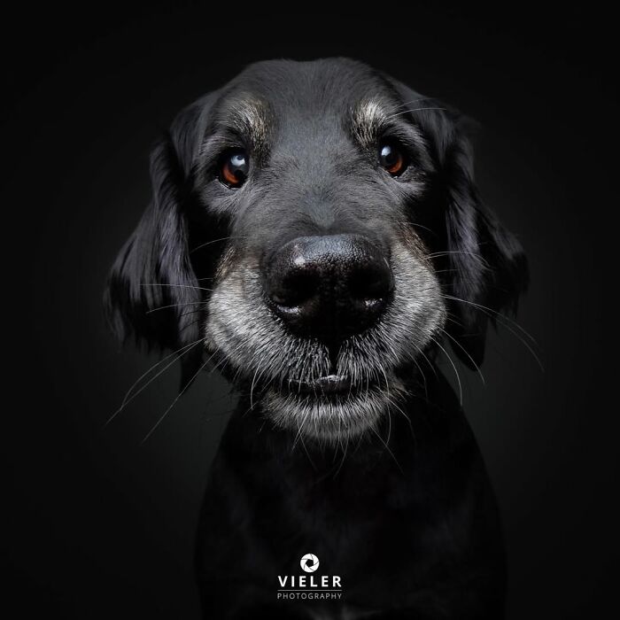 Close-up portrait of a senior dog with soulful eyes and gray fur, capturing the touching essence of older pets.