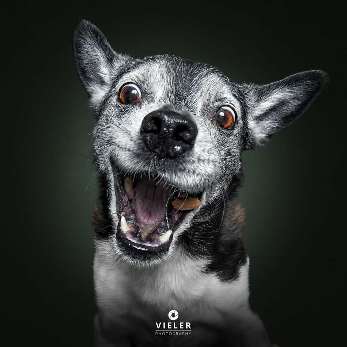Senior dog with joyful expression and open mouth, showcasing the charm and warmth of touching senior dogs photography.