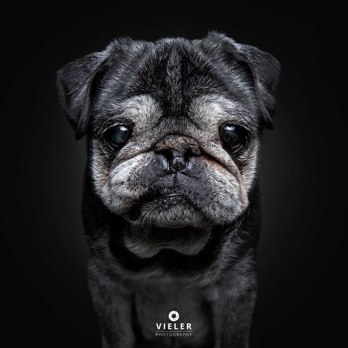 Senior dog portrait in dramatic lighting, showcasing the touching and expressive face of an elderly dog by Christian Vieler photography.
