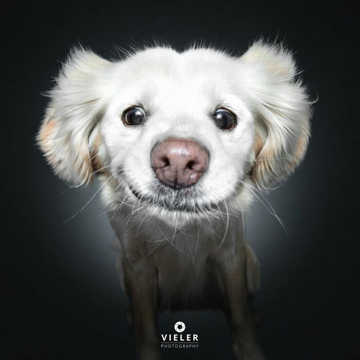 Close-up of a senior dog with white fur and expressive eyes in a touching portrait by Christian Vieler.