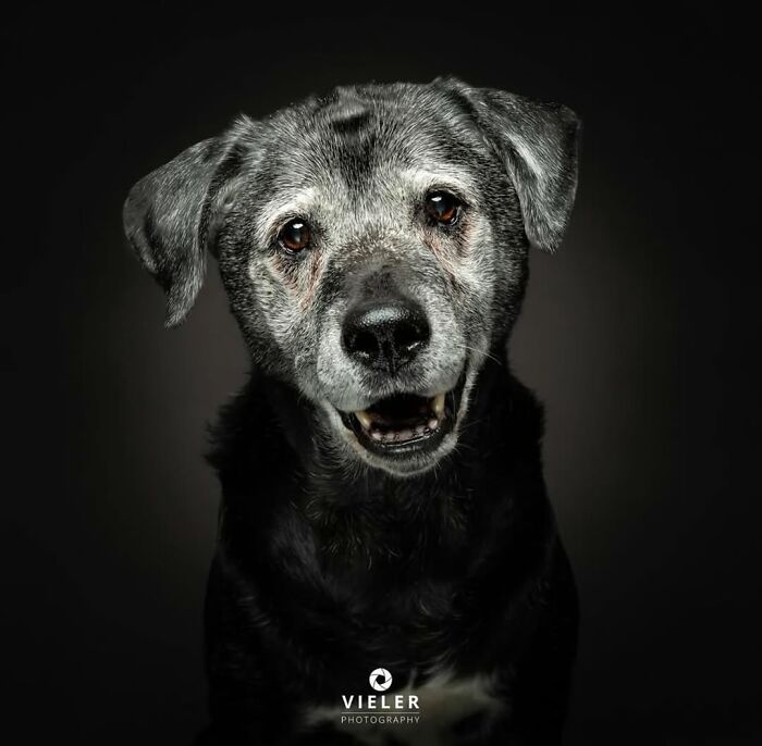 Senior dog with gray fur and soulful eyes looking gently at the camera in a touching portrait by Christian Vieler.