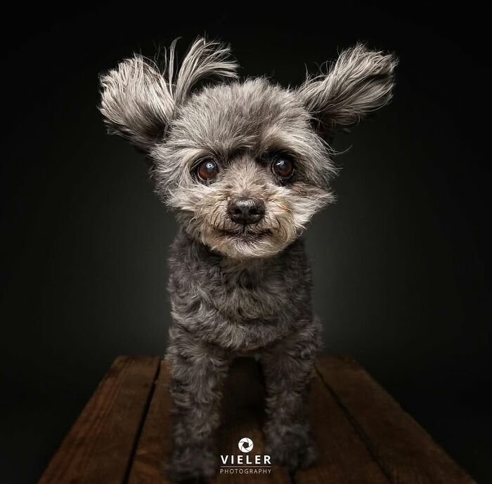 Senior dog with gray fur and expressive eyes standing on wooden floor against a black background, touching and heartwarming photo.