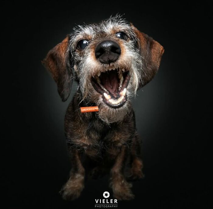 Senior dog with graying fur and open mouth showing teeth, captured in a touching portrait by Christian Vieler.