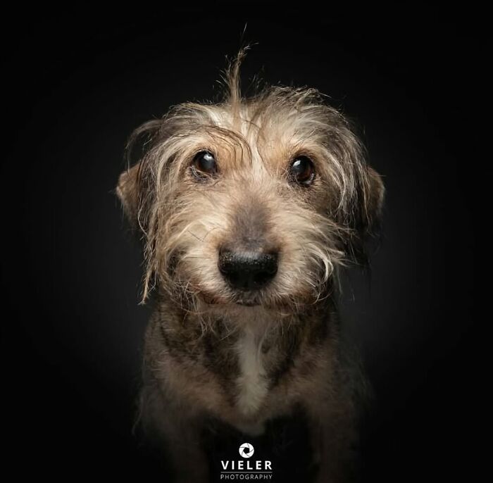 Senior dog with soulful eyes and scruffy fur captured in a touching portrait by Christian Vieler photography.