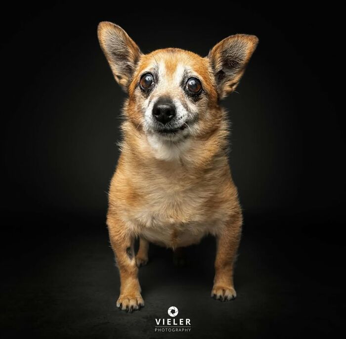 Senior dog with expressive eyes standing against a dark background in a touching portrait by Christian Vieler.