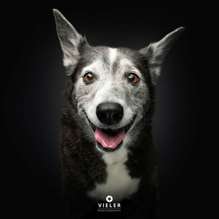 Senior dog smiling with bright eyes in a touching portrait by Christian Vieler against a dark background.