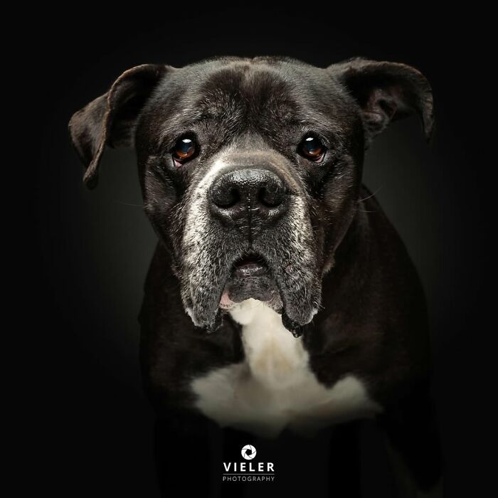 Senior dog with soulful eyes and gray muzzle captured in a touching portrait by Christian Vieler on a dark background.