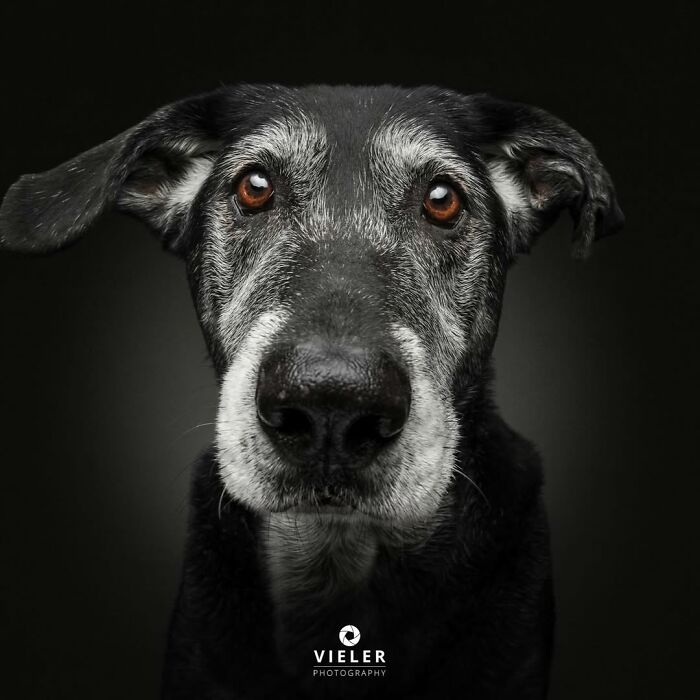 Close-up portrait of a senior dog with expressive eyes, showcasing touching pictures of senior dogs by Christian Vieler.