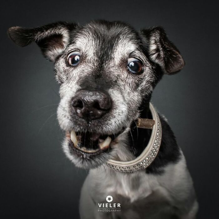 Senior dog with expressive eyes holding a treat in its mouth, captured in touching photography by Christian Vieler.