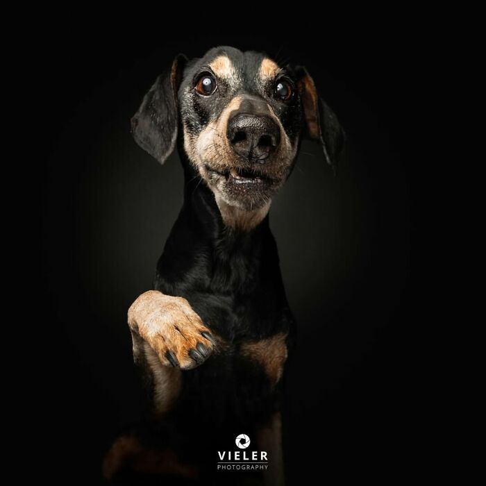 Senior dog with raised paw looking expressive against a dark background in touching pictures by Christian Vieler.