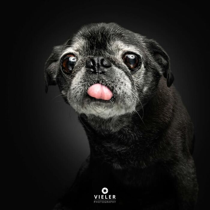 Senior dog with gray fur sticking out tongue, captured in a touching portrait by Christian Vieler against a dark background.