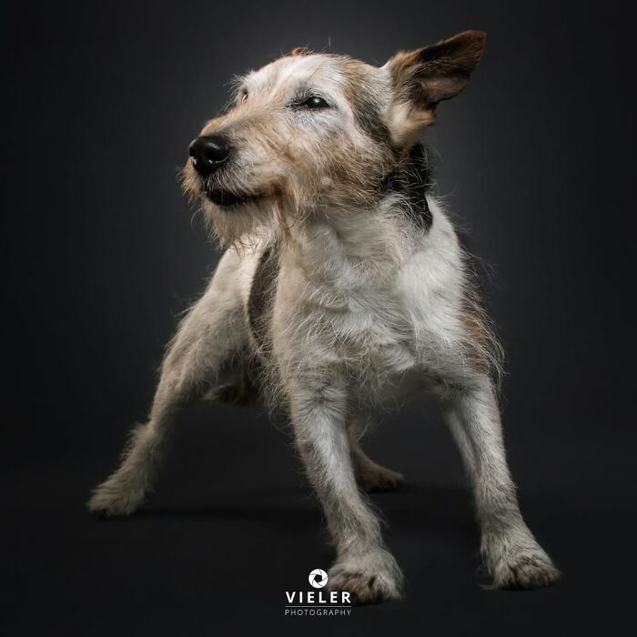 Senior dog standing with a calm expression against a dark background in a touching pet portrait by Christian Vieler.