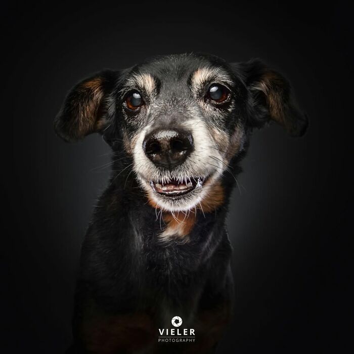 Close-up portrait of a senior dog with expressive eyes and graying fur, showcasing touching senior dogs by Christian Vieler.