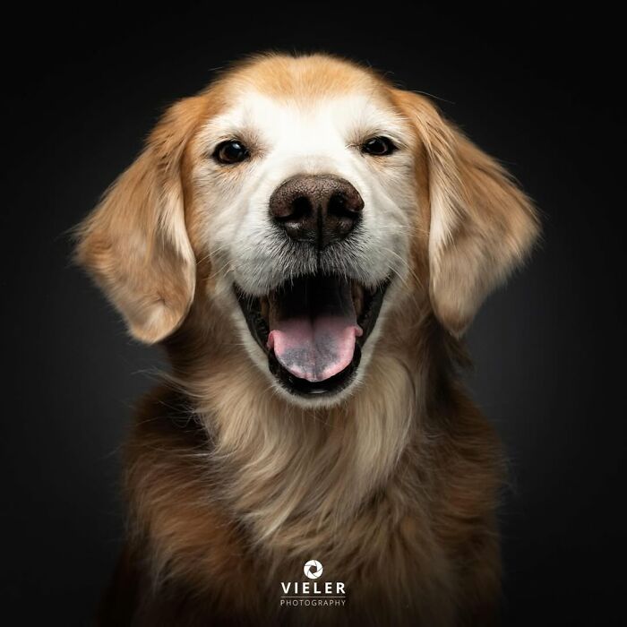 Smiling senior dog with golden fur against a dark background in a touching picture by Christian Vieler.