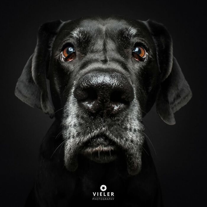 Close-up portrait of a senior black dog with graying fur and expressive eyes, highlighting touching pictures of senior dogs.