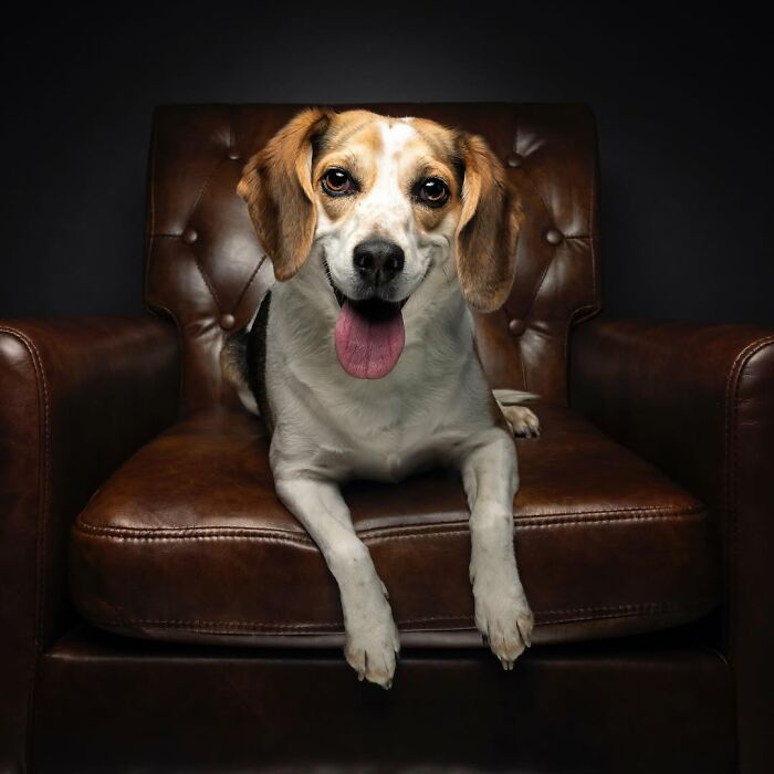 Beagle senior dog with tongue out sitting on a brown leather chair in a dark background studio setting.