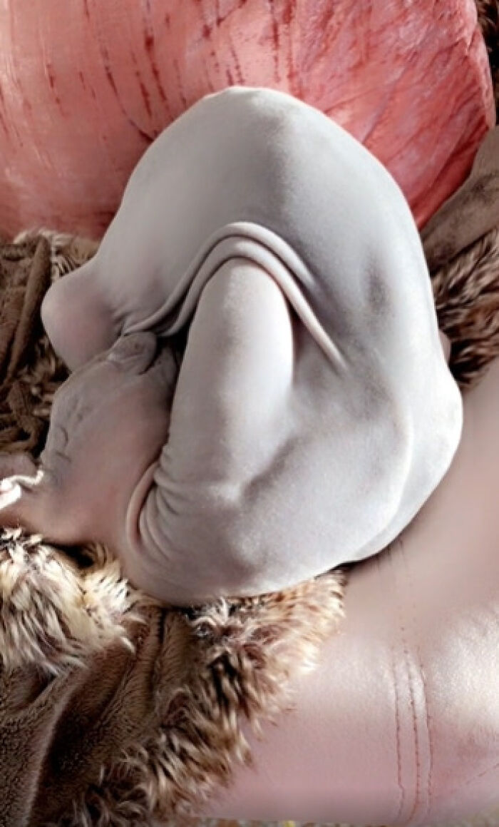 Hairless cat curled up in an unusual position, showing folds and skin texture that look almost alien-like.