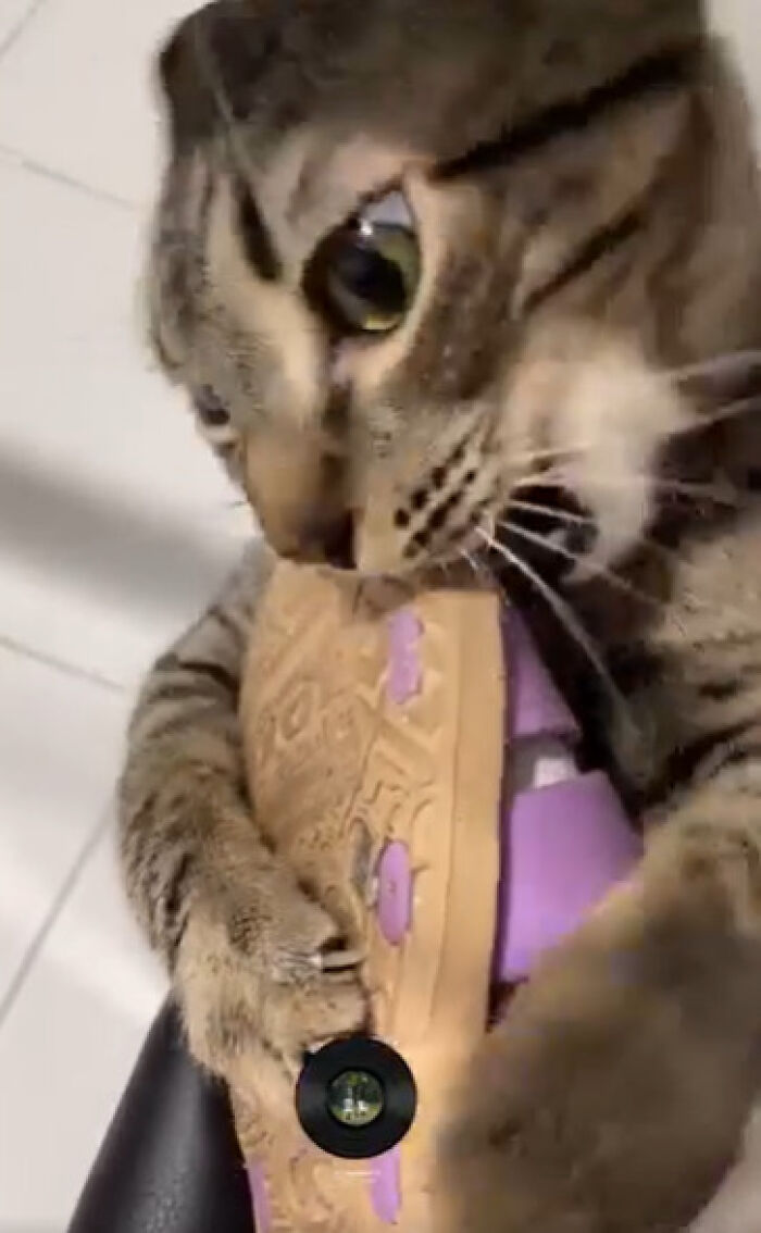 Tabby cat up to no good chewing on a sneaker, showing playful and mischievous behavior with a cute expression.