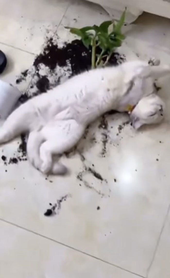 White cat lying in spilled soil next to a knocked-over plant, showing cats who are up to no good but are still cute