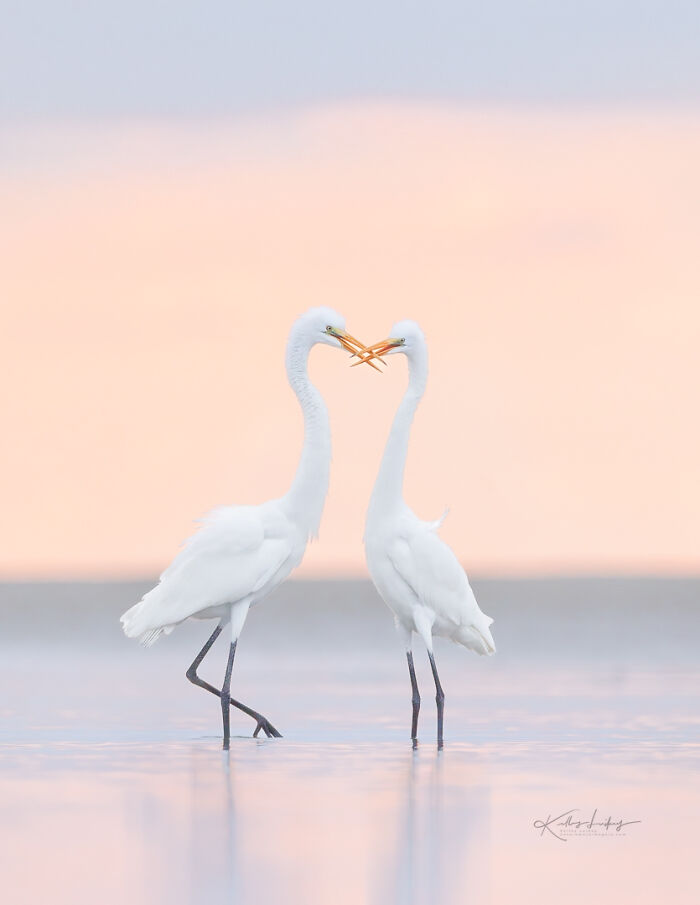 Two white birds with intertwined beaks standing in shallow water, showcasing birds as fine art with soft pastel background.