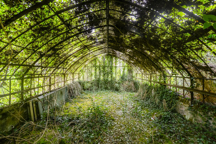 Abandoned greenhouse overgrown with vines and moss, creating a secret garden filled with natural greenery and sunlight.