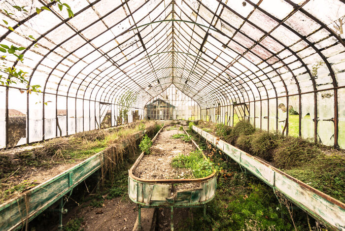 Abandoned greenhouse interior with overgrown plants and broken glass, showcasing a secret garden in decay.