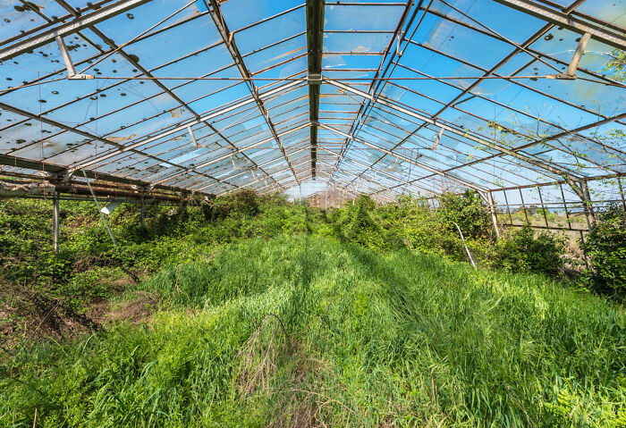 Abandoned greenhouse overgrown with wild plants and vines under a broken glass roof in an overrun secret garden.