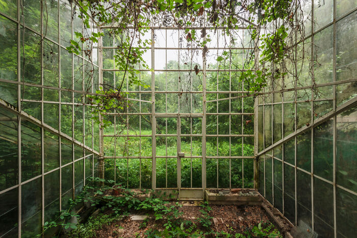 Abandoned greenhouse overgrown with vines and plants, showcasing a secret garden reclaimed by nature.