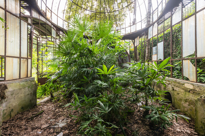Abandoned greenhouse overgrown with lush green plants and broken glass windows in a secret garden setting.