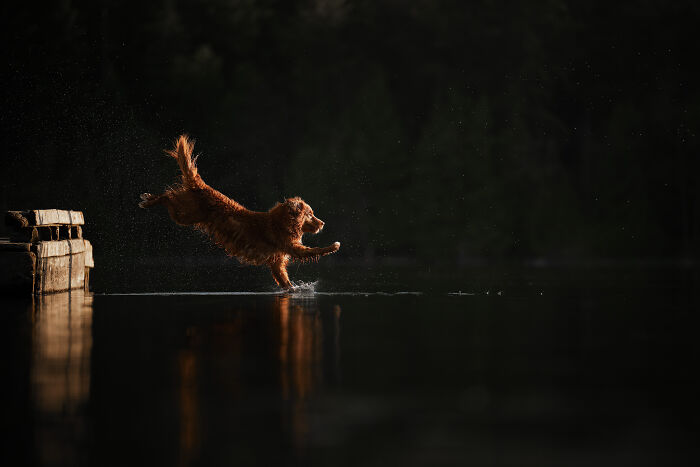 Brown and white dog walking on wet beach at sunset, with flying birds and a distant island, creative pet photography scene.