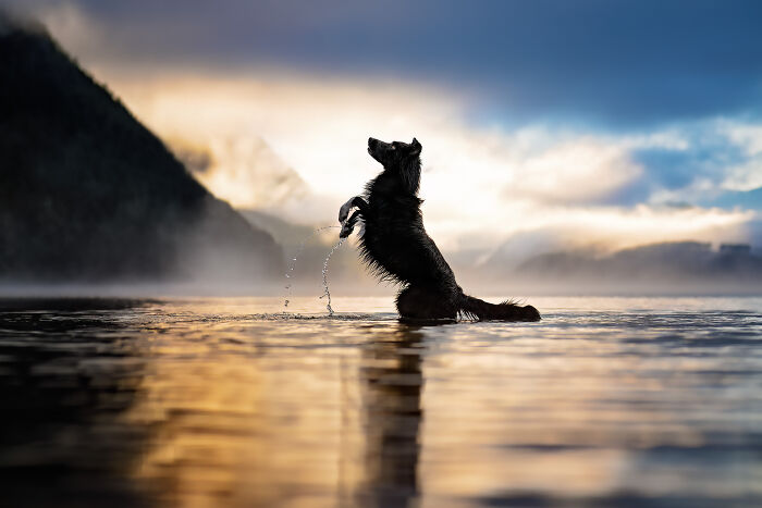 Brown and white dog walking on wet beach at sunset, with flying birds and a distant island, creative pet photography scene.