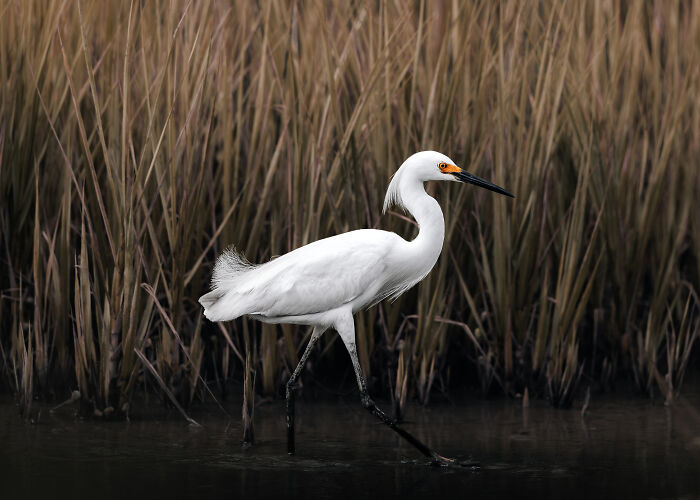 Close-up of a white egret walking in shallow water with reeds in the background, showcasing perfectly captured animal details.