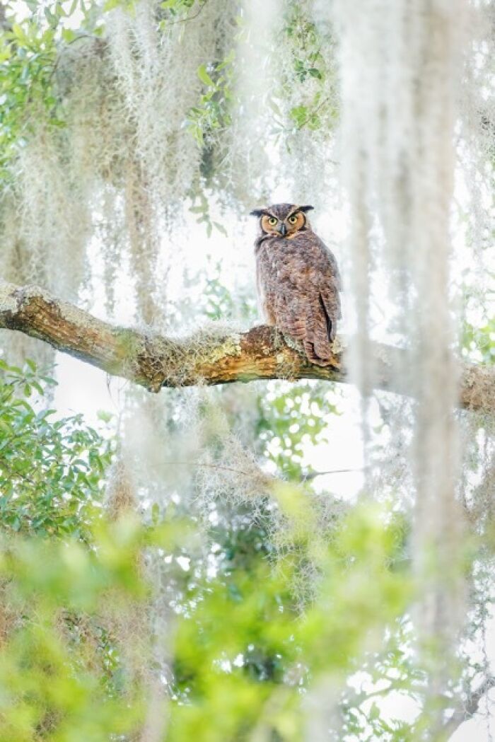 Great horned owl perched on a moss-covered tree branch surrounded by soft green foliage and hanging Spanish moss, fine art bird photography.