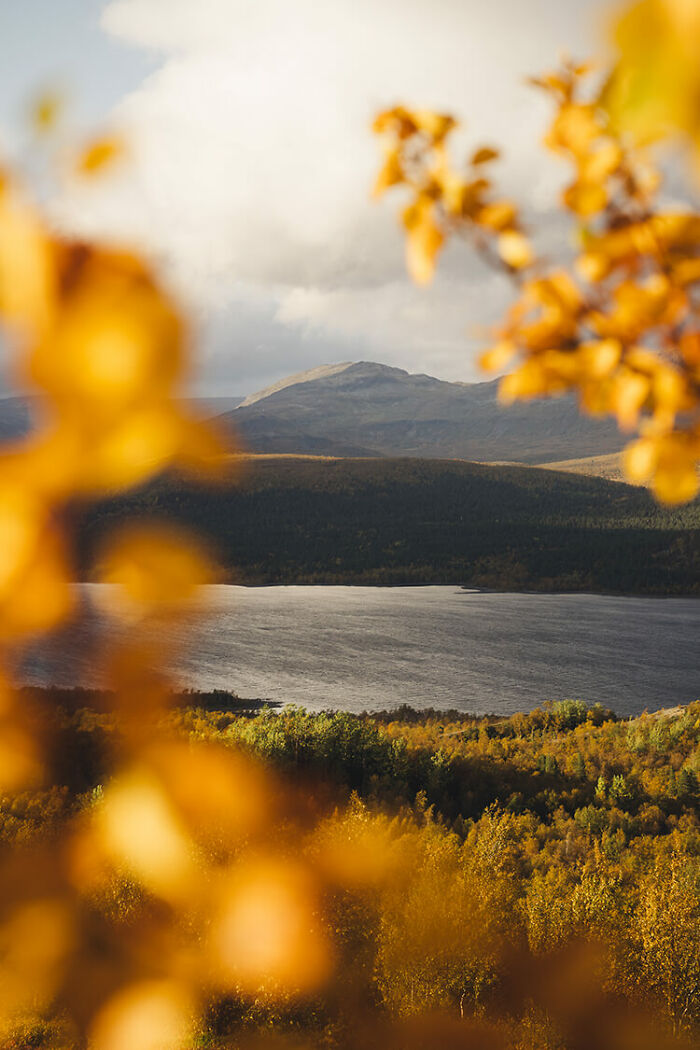Autumn magic in the Far North with golden leaves framing a lake and mountain landscape under a cloudy sky.