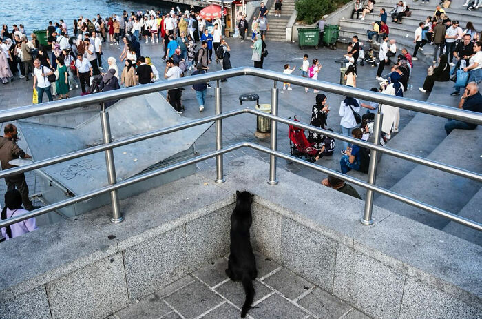 Black cat perfectly timed looking through railings with crowd of people and stairs in street photograph.