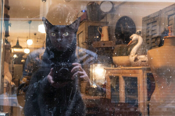 Black cat sitting behind a dusty glass window in a street photograph capturing perfect timing and reflections.