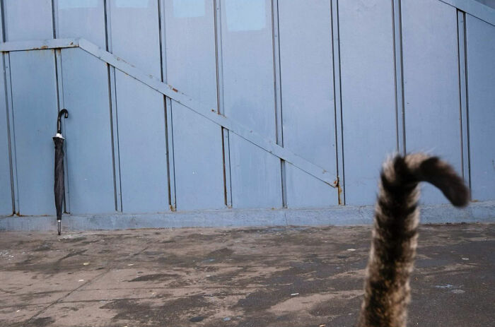 Cat tail perfectly timed next to an umbrella on a street, showcasing entertaining street photography timing.