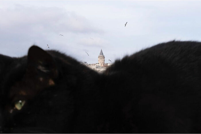 Black cat in foreground with Galata Tower and birds in background showcasing entertaining street photography timing.
